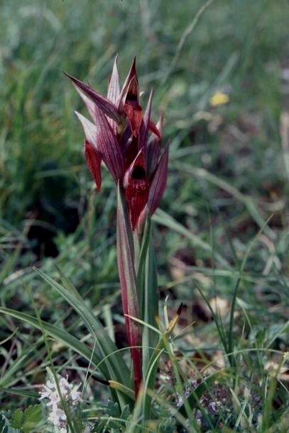 Serapias vomeracea subsp. vomeracea